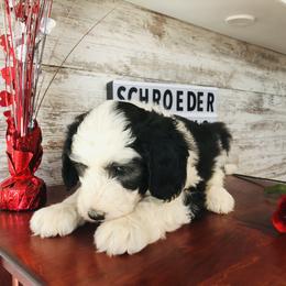 Pyredoodle and Sheepadoodle Puppies from Davis Family Doodles