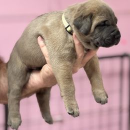 Gray - Gray and fawn male Cane Corso puppy in Pollock Pines, California from Capitol City Cane Corso