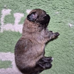 Kevin - Fawn male Pekingese puppy in Pittsburgh, Pennsylvania from Wyn-d-hill pekingese