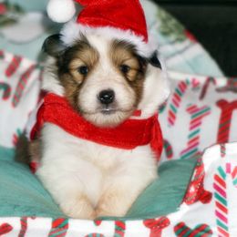 Creed- Classic sable boy - Sable and white male Shetland Sheepdog puppy in Frazeysburg, Ohio from Mountain High Kennels