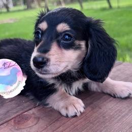 Boy 1 - Black and cream male Dachshund puppy in Houston, Texas from L&L 4D Dancer’s Dachshunds