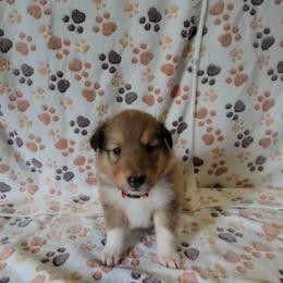 Collie Puppies from Boorman Mountain Kennel