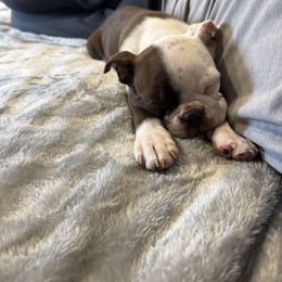 Rosalie - Seal and white Boston Terrier puppy in Belleville, Illinois from Belleville Bostons