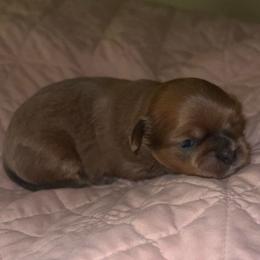 Lilac - Lilac male Shih Tzu puppy in Citrus Heights, California from The Lion dog Shih Tzu