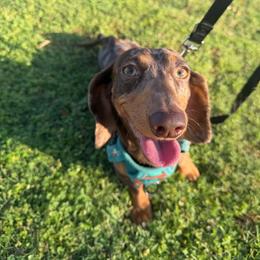 Taco - Dachshund