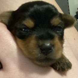 Cane Corso and Yorkshire Terrier Puppies from Alldae Guardians