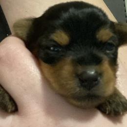 Cane Corso and Yorkshire Terrier Puppies from Alldae Guardians