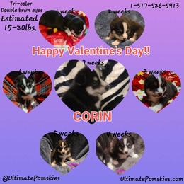 Pomsky Puppies from Ultimate Pomskies LLC