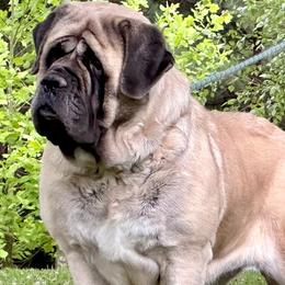 Nell - Mastiff