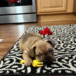 French Bulldog Puppies from Silver Maple Frenchies