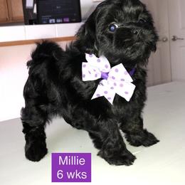 Bernedoodles, Poodles, and Shihpoos from P3Puppies