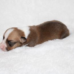 Hershey - Red male Pembroke Welsh Corgi puppy in Paradise, Texas from Corgis in Paradise
