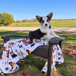 Breve - Black and tan female Pembroke Welsh Corgi puppy in Rose, Nebraska from Clearsky Corgis