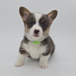 Tobi(Kiffle) - Blue male Pembroke Welsh Corgi puppy in Dickeyville, Wisconsin from J&R Shepherds & Corgis