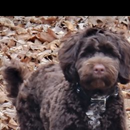 Akita and Portuguese Water Dog Puppies from Cades Akitas