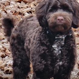 Akita and Portuguese Water Dog Puppies from Cades Akitas