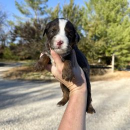 Ash Multigen - Blue merle male Bernedoodle puppy in Wamego, Kansas from Doodles of Oz
