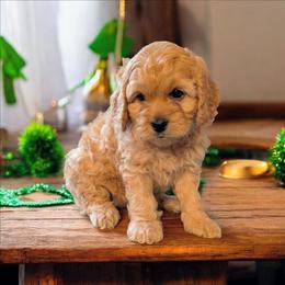 Chilli - Red female Cockapoo puppy in Sparta, Missouri from Sis' Doodles & Poodles
