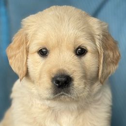 Golden Retrievers from Purebred Golden Paws