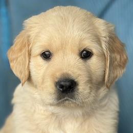 Golden Retrievers from Purebred Golden Paws