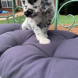 Dalmatian Puppies from Clarks 101 Dalmatians