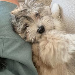Coton de Tulear Puppies from Buttercup Cotons of Texas