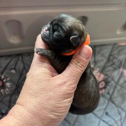 Orange collar - Fawn male Pug puppy in Tucson, Arizona from Furever Friends
