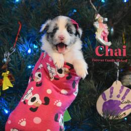 Chai - Blue merle and white female Shetland Sheepdog puppy in Gladbrook, Iowa from T Triple C Shelties