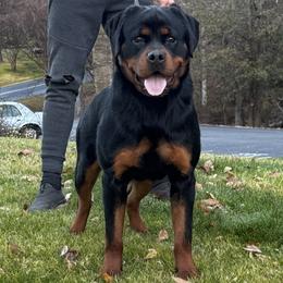 Rottweiler puppies from Michelle's Rottweilers
