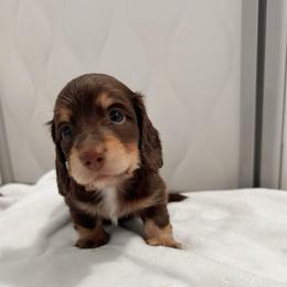 Dawsey - Black and tan male Dachshund puppy in San Diego, California from Enchanted little dachshunds