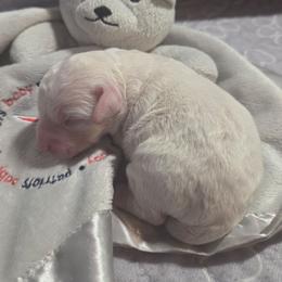 Yoda - Cream male Aussiedoodle puppy in Cumberland, Rhode Island from W Doodle Crew