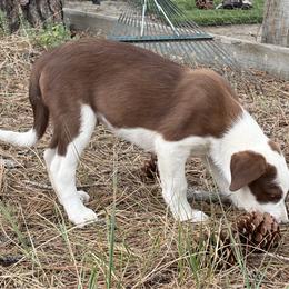 Brown male - Chocolate male Border Collie puppy in Roundup, Montana from Storm Dogos & Country Corgis