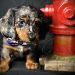 Dachshund Puppies from Bald Mountain Dachshunds
