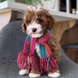 Goldendoodle Puppies from Doodle Bears of Southern Utah