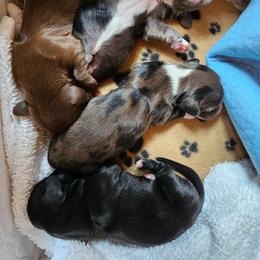 Gale - Black female Dachshund puppy in Franklin, West Virginia from Long Mountain Long Dogs