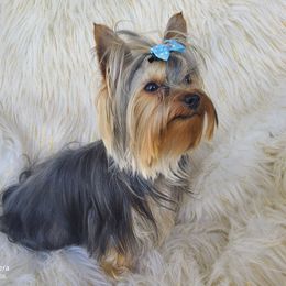 Finn - Yorkshire Terrier