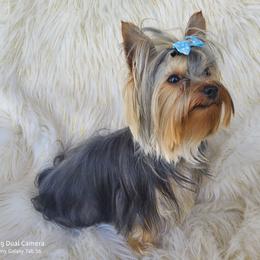 Finn - Yorkshire Terrier