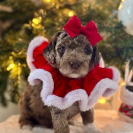 Purple - Merle female Bernedoodle puppy in Hesperia, Michigan from Red Acres Poodles & Doodles