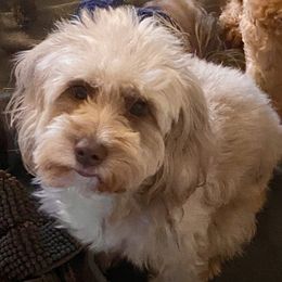 Aussiedoodles from CC's Cuddly Doodles LLC