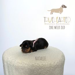 Natalie - Black and tan female Dachshund puppy in Royse City, Texas from Truehearted Miniature Dachshunds