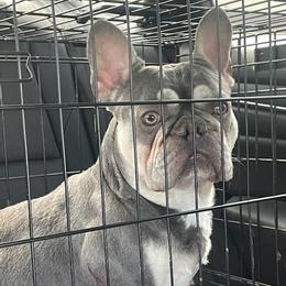 French Bulldogs from Jeffersons Frenchies