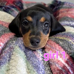 Squishy - Black and tan female Dachshund puppy in Buckeye, Arizona from Sweetwater Dachshunds