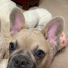 French Bulldogs from Tabitha’s Frenchies