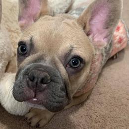 French Bulldogs from Tabitha’s Frenchies
