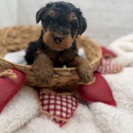 Red collared Welsh Puppy - Black and tan female Welsh Terrier puppy in Marshallville, Ohio from Anne's Pups