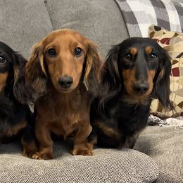 Dachshund Puppies from Miniature Dreams Dachshunds