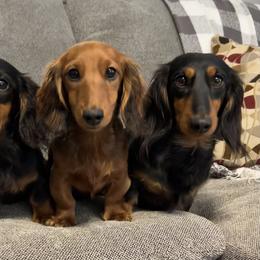Dachshund Puppies from Miniature Dreams Dachshunds