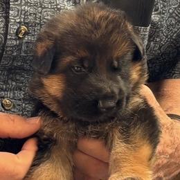 Girl 2 - reserved - Black and red female German Shepherd puppy in Galt, California from At Redwood Runs