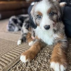 Axel - Merle male Double Doodle puppy in Horseshoe Bend, Idaho from Over the Moon Poodles and Doodles