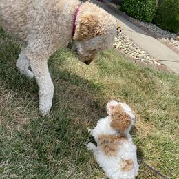 Cockapoo and Goldendoodle Puppies from Jax Doodles